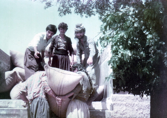 Loading harvest summer 1985 HASHAZINY