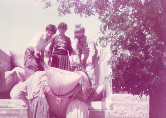 hashaziny loading harvest in the truck summer 1985