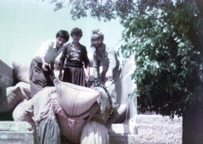 Loading harvest summer 1985 HASHAZINY