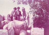 hashaziny loading harvest in the truck summer 1985